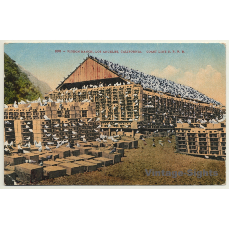 Los Angeles / USA: Pigeon Ranch - Taubenfarm (Vintage PC 1910)