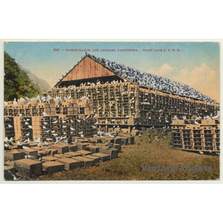 Los Angeles / USA: Pigeon Ranch - Taubenfarm (Vintage PC 1910)