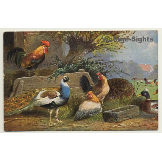 Chicken, Peacock & Duck At Trough - Poultry (Vintage Artist PC)