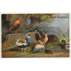 Chicken, Peacock & Duck At Trough - Poultry (Vintage Artist PC)