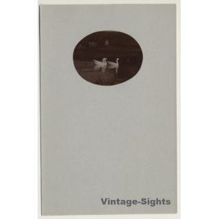 3 Swans On Lake / Poultry (Vintage Cellofix RPPC ~1910s)