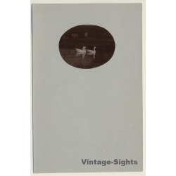 3 Swans On Lake / Poultry (Vintage Cellofix RPPC ~1910s)