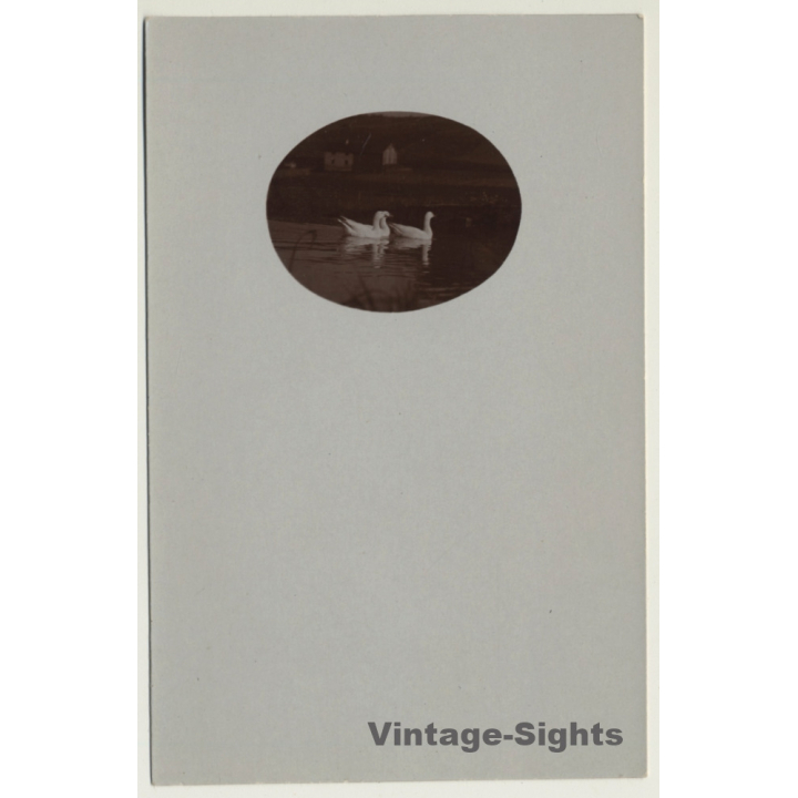 3 Swans On Lake / Poultry (Vintage Cellofix RPPC ~1910s)