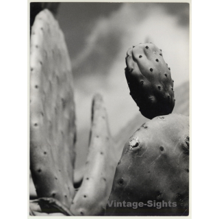 Mallorca Impressions: Higo Chumbo - Ficus Indica (Vintage Photo  ~1960s)