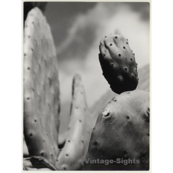 Mallorca Impressions: Higo Chumbo - Ficus Indica (Vintage Photo  ~1960s)