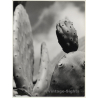 Mallorca Impressions: Higo Chumbo - Ficus Indica (Vintage Photo  ~1960s)