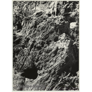 Mallorca Impressions: Corteza De Oliva / Olive Tree Bark (Vintage Photo  ~1960s)