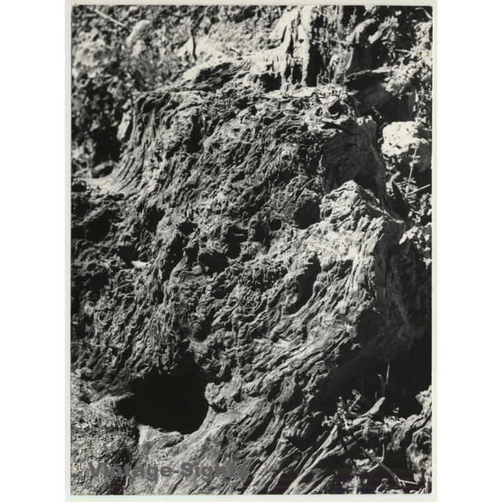 Mallorca Impressions: Corteza De Oliva / Olive Tree Bark (Vintage Photo  ~1960s)