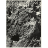 Mallorca Impressions: Corteza De Oliva / Olive Tree Bark (Vintage Photo  ~1960s)