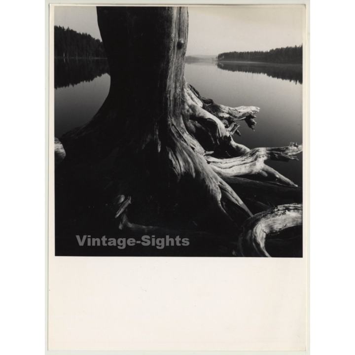 Ulf Sjöstedt (1935-2009):  Tree Study (Vintage Photo ~1980s)