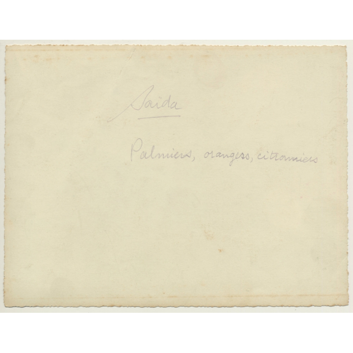 Saïda / Algeria: Bedouin In Front Of Palm, Orange & Lemon Trees (Vintage Photo ~1940s/1950s)