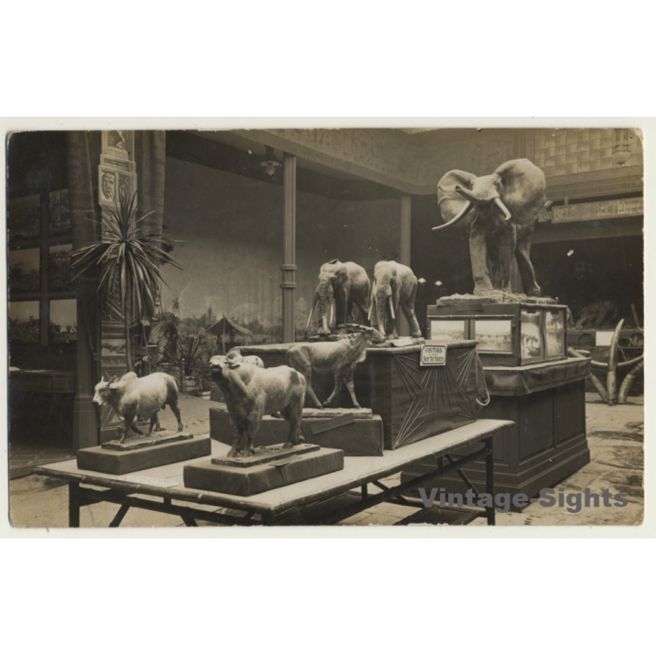 PC Adressed To Taxidermist Jean Swinnens At Tervueren Museum (Vintage RPPC 1914)