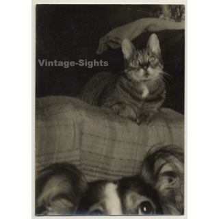 Great Shot: Cat & Dog On Couch (Vintage RPPC Gervaert ~1930s/1940s)