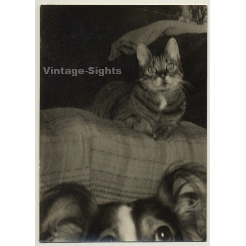 Great Shot: Cat & Dog On Couch (Vintage RPPC Gervaert ~1930s/1940s)