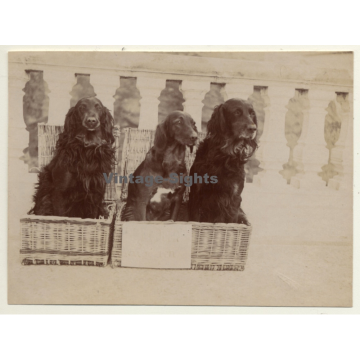 Snapshot: 3 Dogs In Basket / Gordon Setter? (Vintage Albumen Silver Print ~1900s)