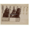 Snapshot: 3 Dogs In Basket / Gordon Setter? (Vintage Albumen Silver Print ~1900s)