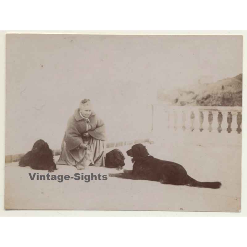 Elder Woman & Her 3 Dogs / Gordon Setter? (Vintage Albumen Silver Print ~1900s)