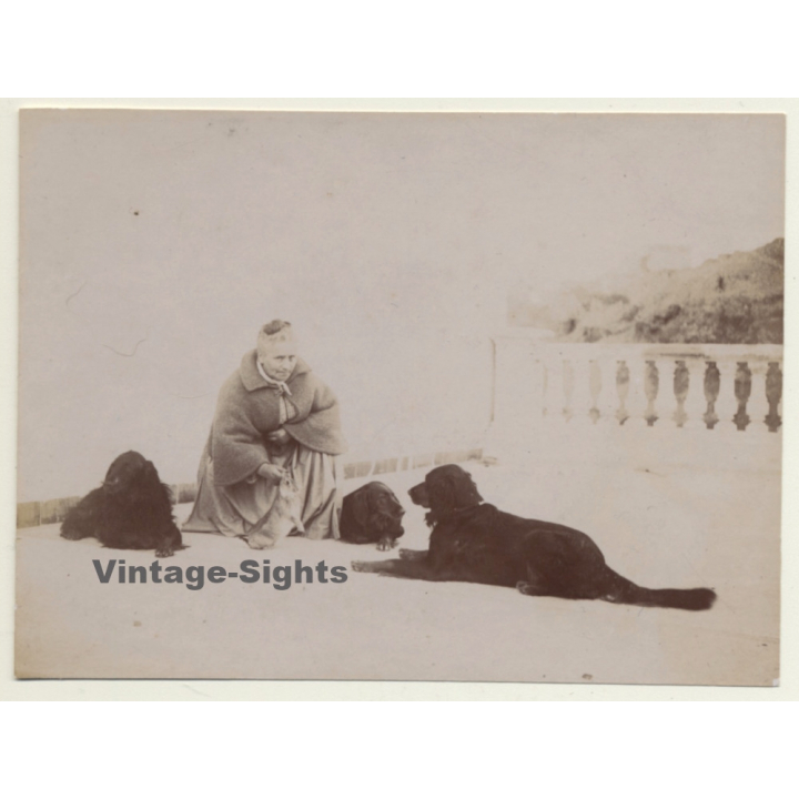Elder Woman & Her 3 Dogs / Gordon Setter? (Vintage Albumen Silver Print ~1900s)