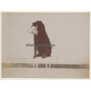 Snapshot: Dog Carries Basket / Gordon Setter? (Vintage Albumen Silver Print ~1900s)
