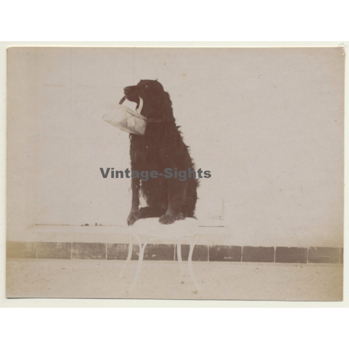 Snapshot: Dog Carries Basket / Gordon Setter? (Vintage Albumen Silver Print ~1900s)