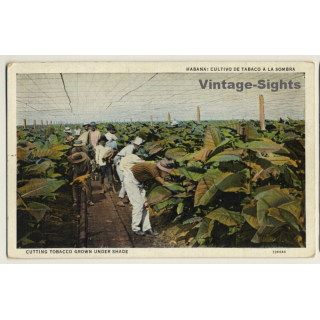 Habana - Cuba: Cutting Tobacco Grown Under Shade (Vintage PC ~1950s)