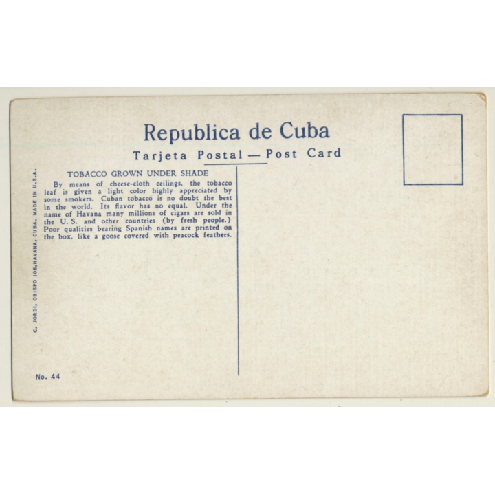 Habana - Cuba: Cutting Tobacco Grown Under Shade (Vintage PC ~1950s)