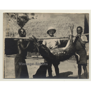 Congo-Belge: Colonial Hunter & 2 Natives W. Shot Antelope (Vintage Photo 1920s/1930s)