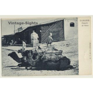 Tanger / Morocco: Camels At Soco / Berber & Nomads (Vintage PC ~1900s)