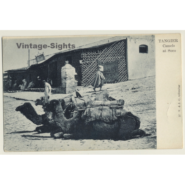 Tanger / Morocco: Camels At Soco / Berber & Nomads (Vintage PC ~1900s)