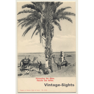 Egypt: Harvesting The Dates / Camels - Ethnic (Vintage PC ~1910s/1920s)