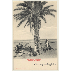 Egypt: Harvesting The Dates / Camels - Ethnic (Vintage PC ~1910s/1920s)