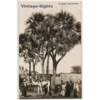 Sudan: Dum Palmtree / Camel - Bedouins - Ethnic (Vintage RPPC ~1910s/1920s)