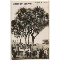 Sudan: Dum Palmtree / Camel - Bedouins - Ethnic (Vintage RPPC ~1910s/1920s)