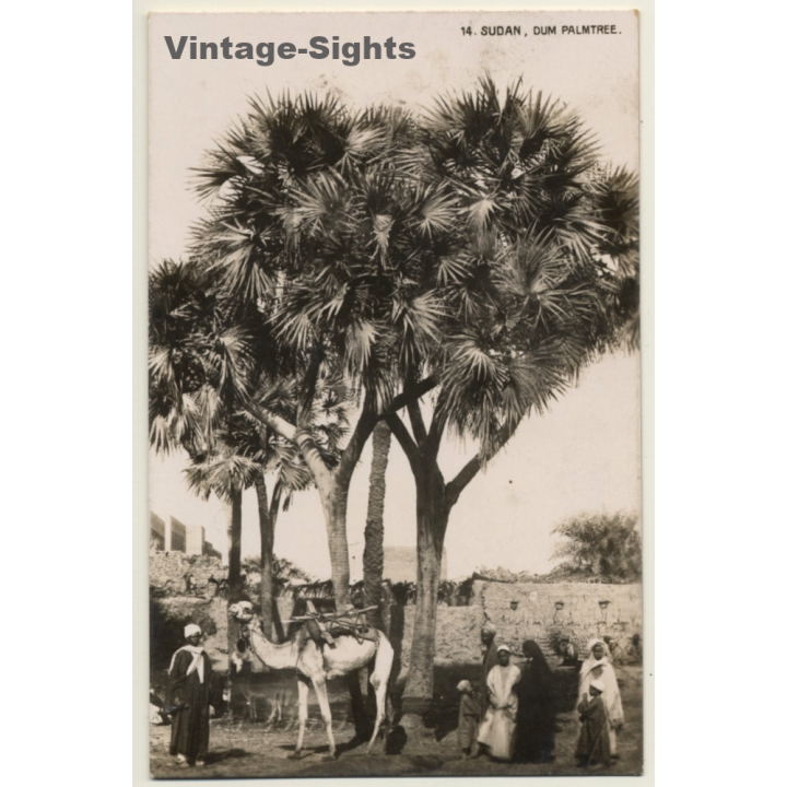 Sudan: Dum Palmtree / Camel - Bedouins - Ethnic (Vintage RPPC ~1910s/1920s)