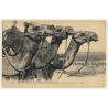 Exposition Coloniale De Marseille: Les Chameaux - Camels (Vintage PC Levy & Neurdein)