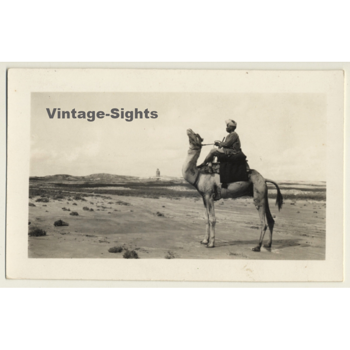 Maghreb: Méhariste Au Chameau / Camel - Ethnic (Vintage RPPC )