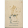 Schulte-Heuthaus / Frankenberg: Wedding Couple / Top Hat (Vintage Cabinet Card ~1910s/1920s)