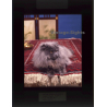 Persian Longhair *2 - Perser Langhaar / Cat (Vintage Diapositive 1970s)
