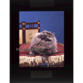 Persian Longhair *3 - Perser Langhaar / Cat (Vintage Diapositive 1970s)