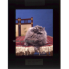Persian Longhair *3 - Perser Langhaar / Cat (Vintage Diapositive 1970s)