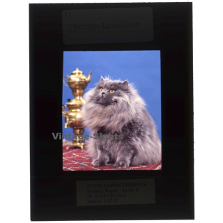 Persian Longhair *4 - Perser Langhaar / Cat (Vintage Diapositive 1970s)