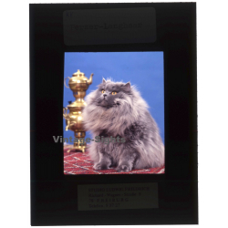 Persian Longhair *4 - Perser Langhaar / Cat (Vintage Diapositive 1970s)