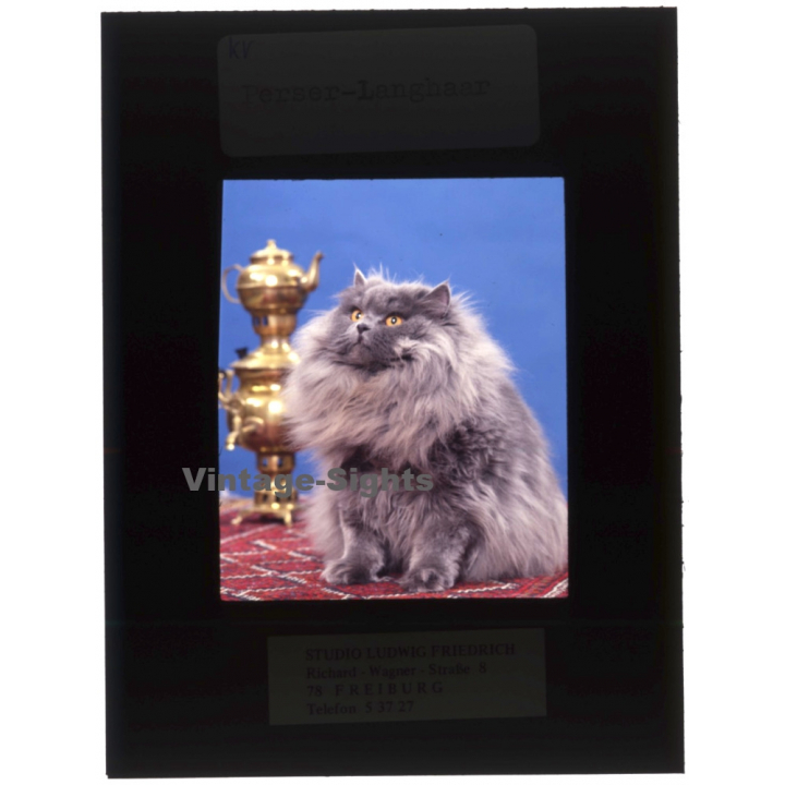 Persian Longhair *4 - Perser Langhaar / Cat (Vintage Diapositive 1970s)