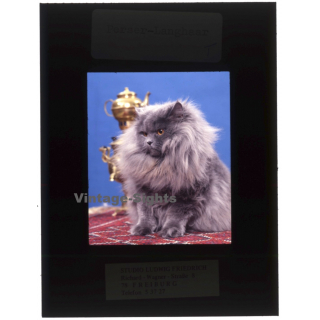 Persian Longhair *5 - Perser Langhaar / Cat (Vintage Diapositive 1970s)