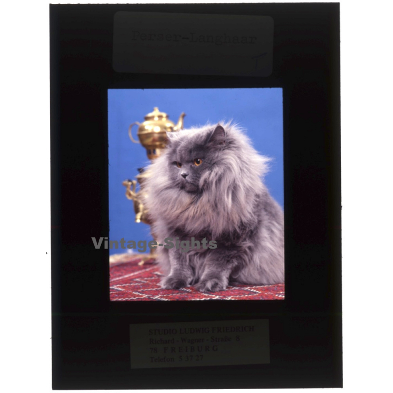Persian Longhair *5 - Perser Langhaar / Cat (Vintage Diapositive 1970s)