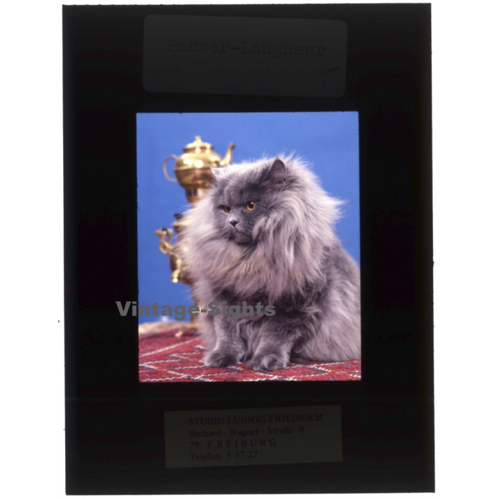 Persian Longhair *5 - Perser Langhaar / Cat (Vintage Diapositive 1970s)