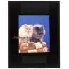 Persian Longhair *6 - Perser Langhaar / Cat (Vintage Diapositive 1970s)