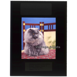 Persian Longhair *7 - Perser Langhaar / Cat (Vintage Diapositive 1970s)
