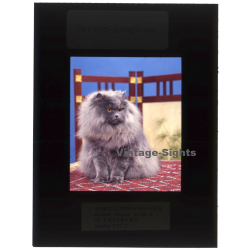 Persian Longhair *7 - Perser Langhaar / Cat (Vintage Diapositive 1970s)