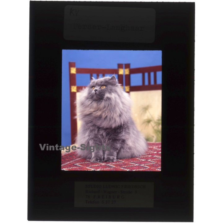 Persian Longhair *8 - Perser Langhaar / Cat (Vintage Diapositive 1970s)